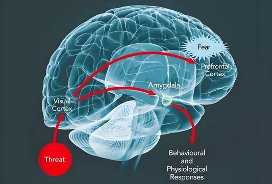How Mindfulness Rewires the Anxious Brain: A Journey from Chaos to Calm